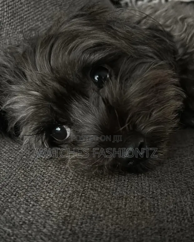 Mbwa wa Kiume wa Maltipoo Safi - 1