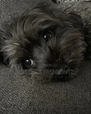 Mbwa wa Kiume wa Maltipoo Safi