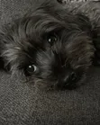 Mbwa wa Kiume wa Maltipoo Safi - 1