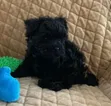 Mbwa wa Kiume wa Maltipoo Safi - 2