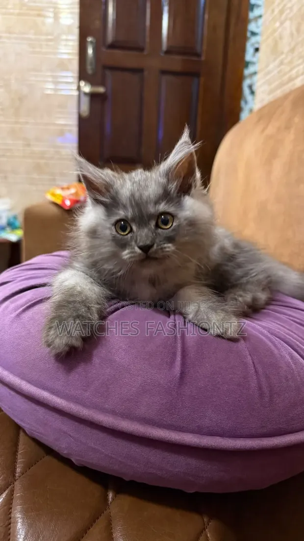 Purebred Persian Kitten (1-3 Months) - 1