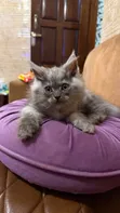 Purebred Persian Kitten (1-3 Months) - 1