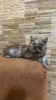 Purebred Persian Kitten (1-3 Months) - 2