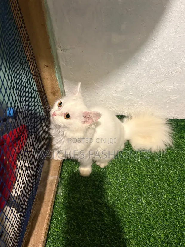 Purebred Persian Kitten, 1-3 Months Old - 1