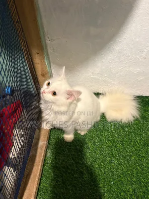 Purebred Persian Kitten, 1-3 Months Old