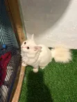 Purebred Persian Kitten, 1-3 Months Old - 1