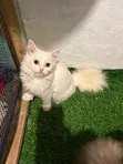 Purebred Persian Kitten, 1-3 Months Old - 2