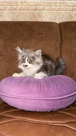 Purebred Persian Kitten - 1-3 Months Male