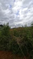 7.93 Hectare Gold Mining Plot for Sale in Chunya, Mbeya - 1