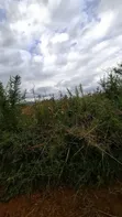 7.93 Hectare Gold Mining Plot for Sale in Chunya, Mbeya - 2