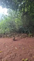7.93 Hectare Gold Mining Plot for Sale in Chunya, Mbeya - 5
