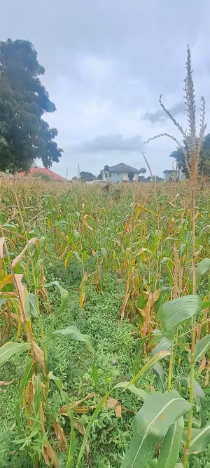 Land for Sale in Mbweni Teta