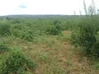 50 Acres Farmland for Sale, Kiwangwa Bagamoyo - 1