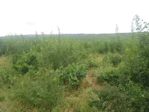 50 Acres Farmland for Sale, Kiwangwa Bagamoyo