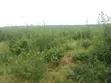 50 Acres Farmland for Sale, Kiwangwa Bagamoyo - 2