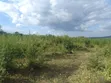 50 Acres Farmland for Sale, Kiwangwa Bagamoyo - 3