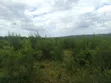 50 Acres Farmland for Sale, Kiwangwa Bagamoyo - 5