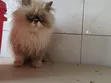 Purebred Persian Kitten - 3-6 Months Female - 1