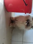 Purebred Persian Kitten - 3-6 Months Female - 2
