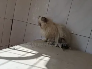 Purebred Persian Kitten - 3-6 Months Female