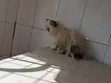 Purebred Persian Kitten - 3-6 Months Female - 3