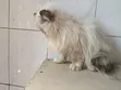 Purebred Persian Kitten - 3-6 Months Female - 4