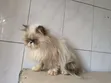 Purebred Persian Kitten - 3-6 Months Female - 5