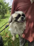 Pekingese Safi Mwenye Umri wa Miezi 5.5 - 1