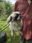 Pekingese Safi Mwenye Umri wa Miezi 5.5 - 2