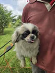 Pekingese Safi Mwenye Umri wa Miezi 5.5 - 3