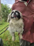 Pekingese Safi Mwenye Umri wa Miezi 5.5 - 4