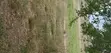 Residential Plots for Sale, Kagemu, Bukoba - 1