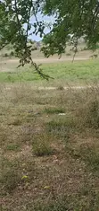 Residential Plots for Sale, Kagemu, Bukoba - 3