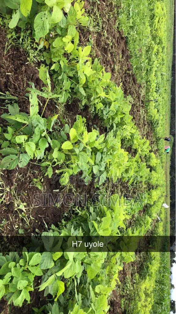 Farm Worker Available - Sumbawanga - 1
