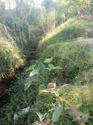 62 Acres Farmland for Sale in Ifunda