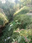 62 Acres Farmland for Sale in Ifunda - 1