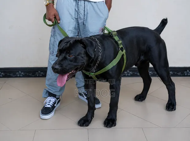 6-12 Month Male Purebred Boerboel Puppy - 1