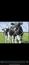 Mr Fence Wire: All Types of Fencing Services - 4