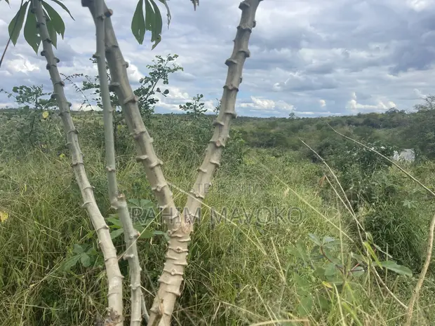 Farmland for Sale - Miono, 200 Hectares - 1
