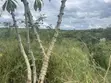 Farmland for Sale - Miono, 200 Hectares - 1