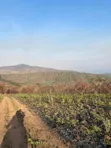 1000 Acre Farm for Sale in Ifunda, Iringa - 3