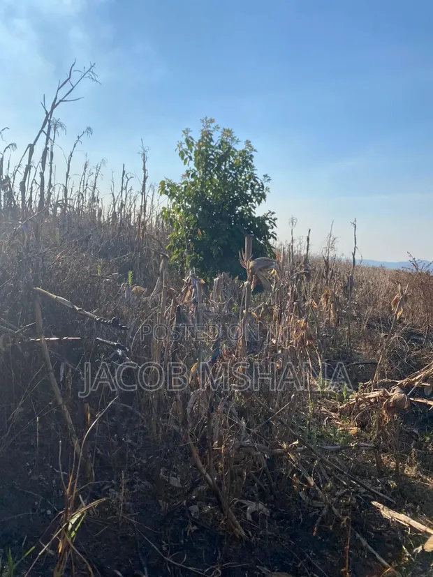 Shamba la Eka 800 Linauzwa Kilolo, Iringa - 1
