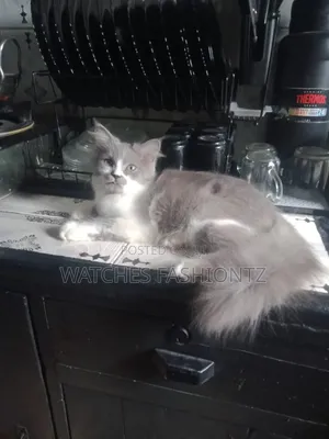Male Turkish Angora Kitten (1-3 Months)