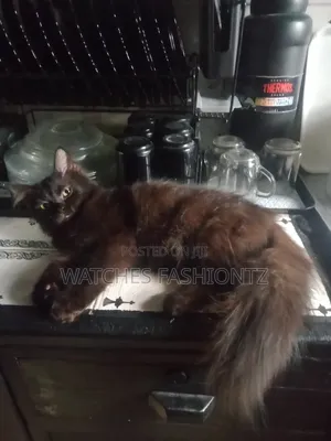 3-6 Month Male Purebred Turkish Angora
