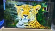 Vitron 55 Inch 4K UHD Smart TV - 1