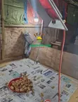 Gas Brooder Heater for 1000+ Chicks - 4