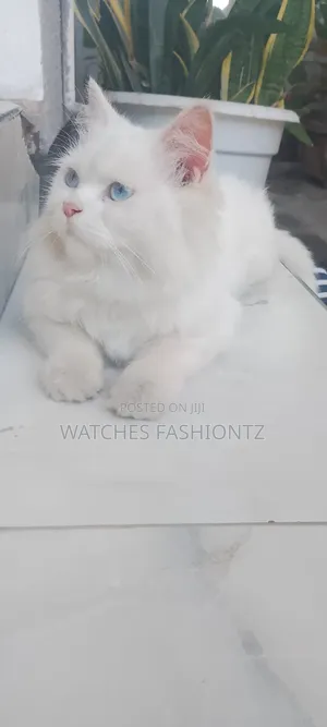 Purebred Persian Kitten - 6-12 Months Female