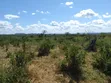 200 Acres Farmland for Sale in Mkata, Handeni, Tanga - 1