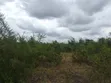200 Acres Farmland for Sale in Mkata, Handeni, Tanga - 2