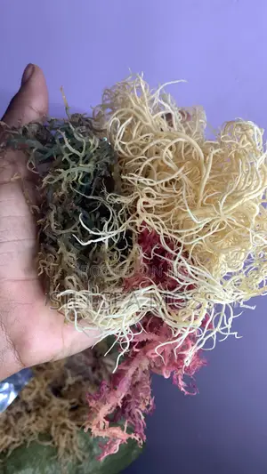 Grade A Sea Moss - Wholesale & Bulk